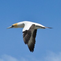 Australasian Gannet